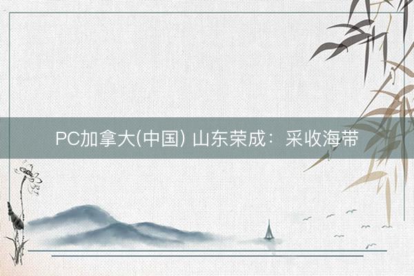 PC加拿大(中国) 山东荣成：采收海带